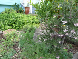 Native Garden