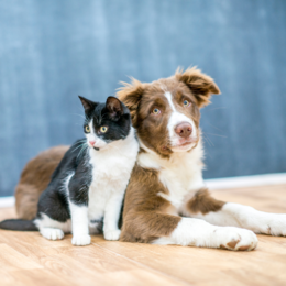 Cat and dog snuggling