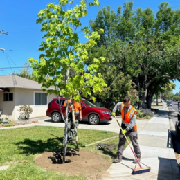 Person planting a tree