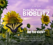 Bio Blitz Park Pollinators 