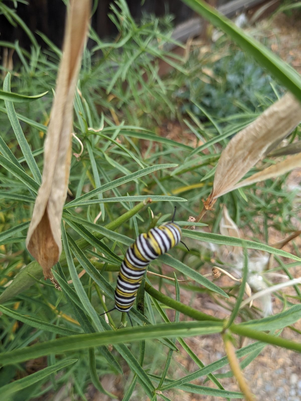 Monarch caterpillar