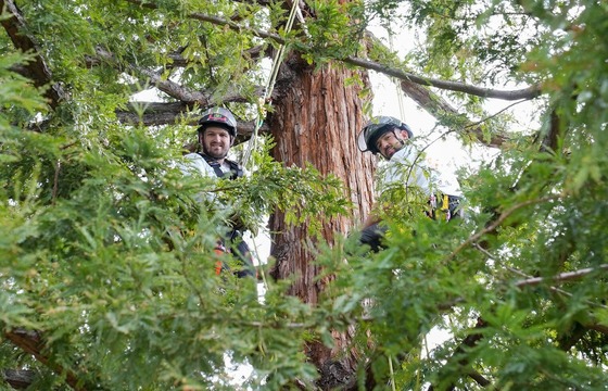 City staff in a tree
