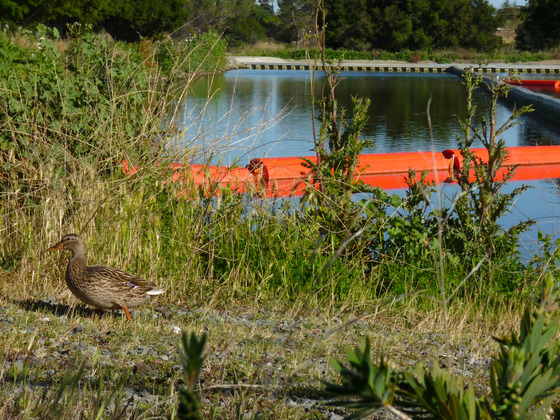 Duck at Percolation Pond