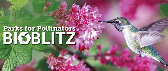 Parks for Pollinators - Bioblitz