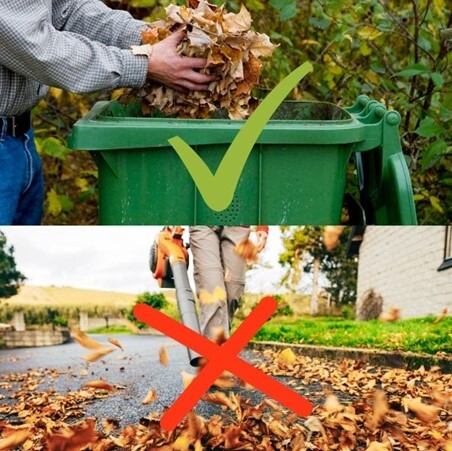 Leaf season in Santa Clara. 