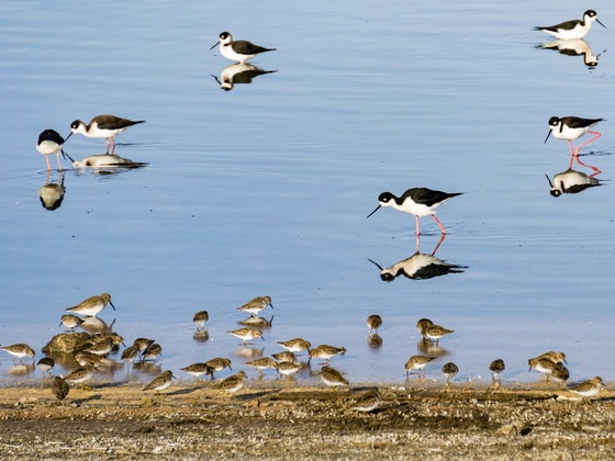 Birds collect on the bay in Alviso