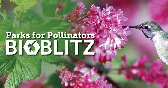 Parks for Pollinators BioBlitz