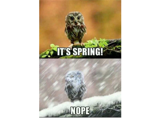 Above: An owl basks in sunshine and says "It's spring!" Below: An owl peeks through a flurry of snow and says "NOPE."