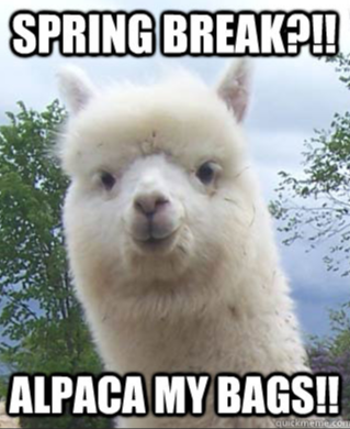 Spring Image ( Spring Alpaca) 