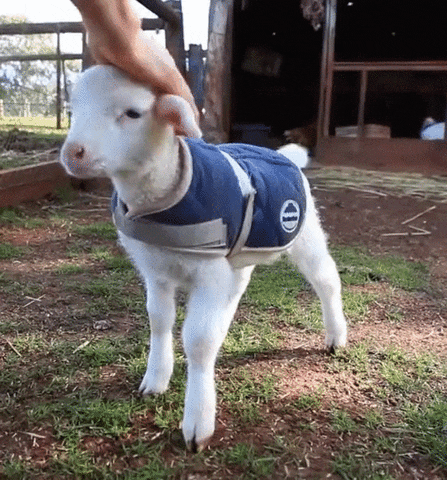 This goat loves being pet