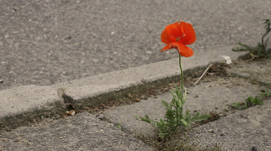A flower grows through a crack in the concrete