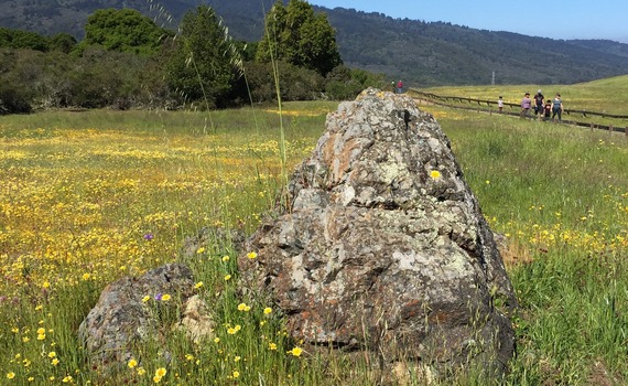 wildflowers Edgewood