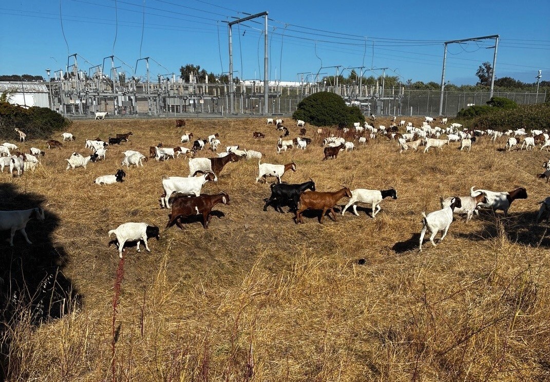goats