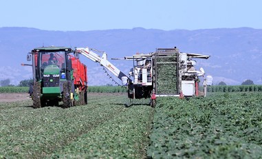Cucumber Harvest