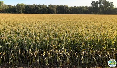 Solano Corn