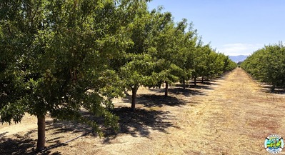 Solano Almonds
