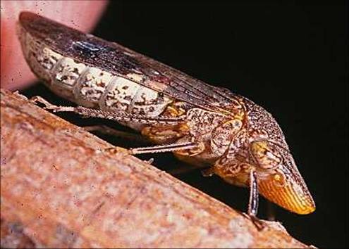 Glassy-winged Sharpshooter