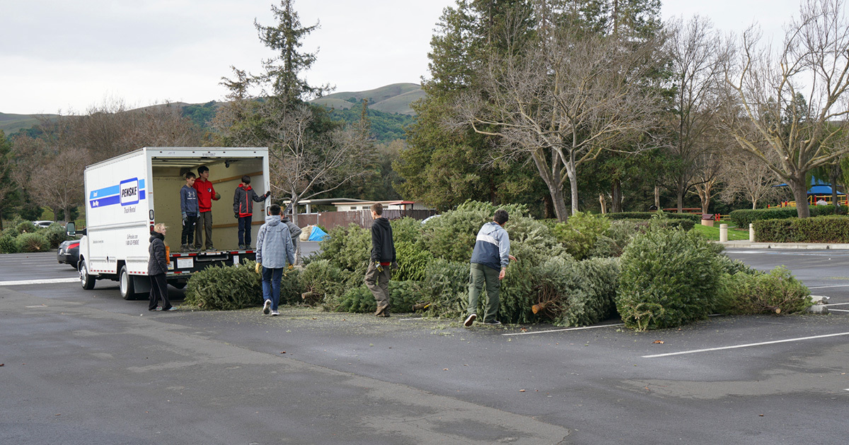 Boy Scout Tree Collection