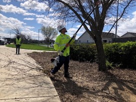 Image of Suisun City Public Works trimming a tree branch