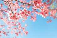 pink cherry blossoms