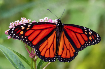 "Monarch butterfly on milkweed"