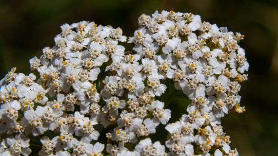Yarrow