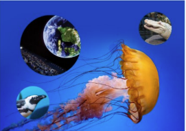 "A bright orange jellyfish swims on a blue background with small images of Earth, a penguin, and an alligator around it."