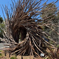 A large sculpture made from twisted tree branches forming a swirling shape with a central opening.