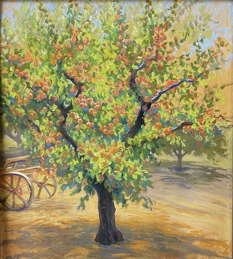 Apricot tree filled with fruit in an orchard setting.