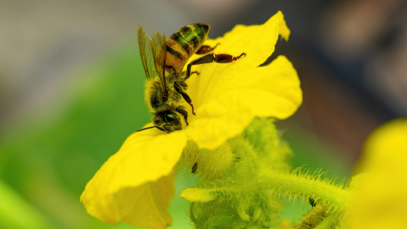 pollinator