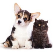 Dog and Kitten