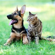 Dog and Cat