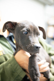 Animal Care and Control