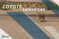 Coyote Safety 