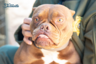 Animal Care and Control