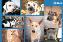 Animal Care and Control 