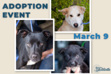 Adoption Event