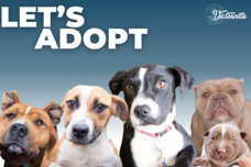 Adoption Event