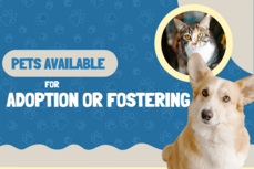 Foster or Adopt a Pet