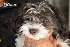 Animal Care & Control