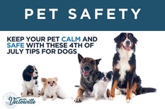Pet Safety 