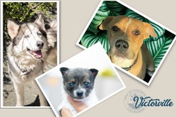 Animal Care & Control