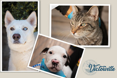 Animal Care & Control