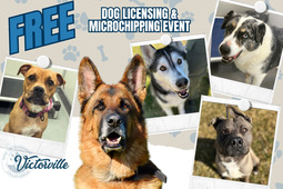 Free Dog Licensing & Microchipping Event