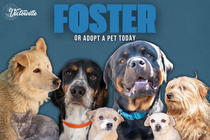 Foster