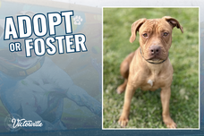 Adopt or Foster Belly