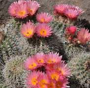 cactus flowers