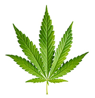 Marijuana Leaf