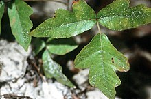 Poison Oak - Wikipedia Image