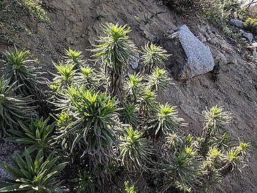 Poodle dog bush (Eriodictyon parryi) Wikipedia image